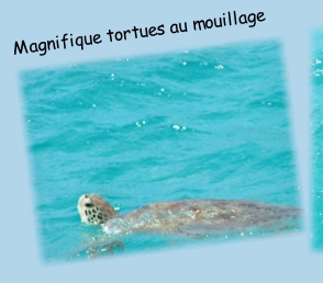 Magnifique tortues au mouillage