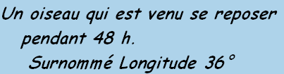 Un oiseau qui est venu se reposer
			pendant 48 h.
				Surnommé Longitude 36°