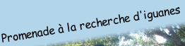 Promenade à la recherche d'iguanes